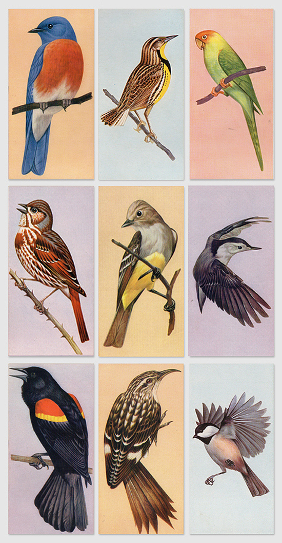 bird-flash-cards-1962-present-correct